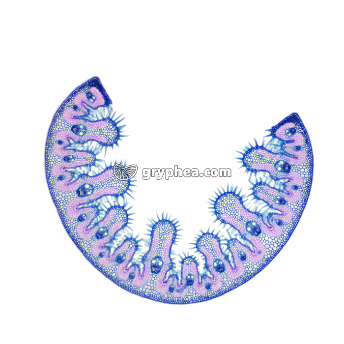 Feuille d'Oyat en milieu humide CT x7 - gryphea.com